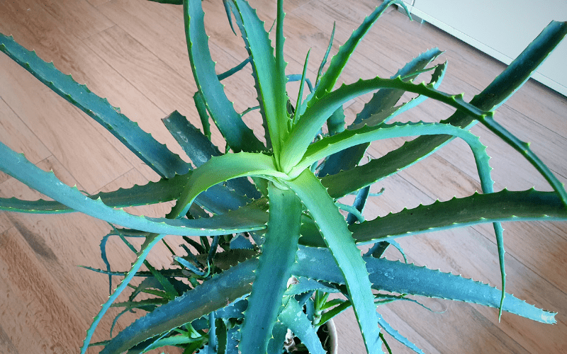 Aloe Arborescens 5 Jahre alte Pflanze