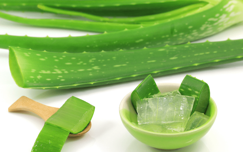 ᑕ❶ᑐ Aloe Vera kaufen - Alles was du beachten musst | Aloe Vera Pflanze